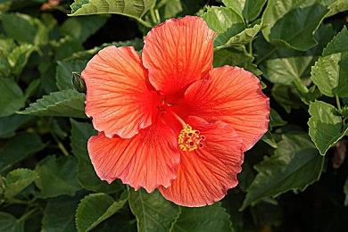 《最终幻想14》制作组正在开发一个新项目 规模较小